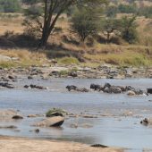  The Serengeti, TZ